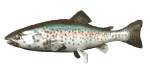 rainbow_trout_swimming_md_wht.gif